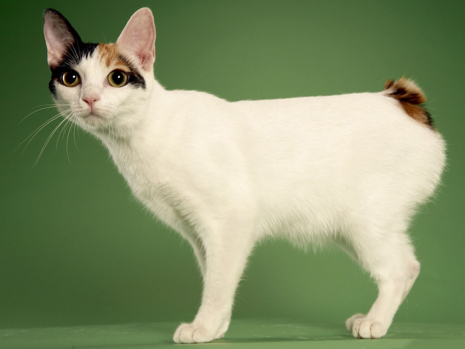 Рассмотрите фотографию кошки породы японский бобтейл. Японский бобтейл. Кот японский бобтейл. Японский бобтейл короткошёрстный. Порода кошек японский бобтейл.