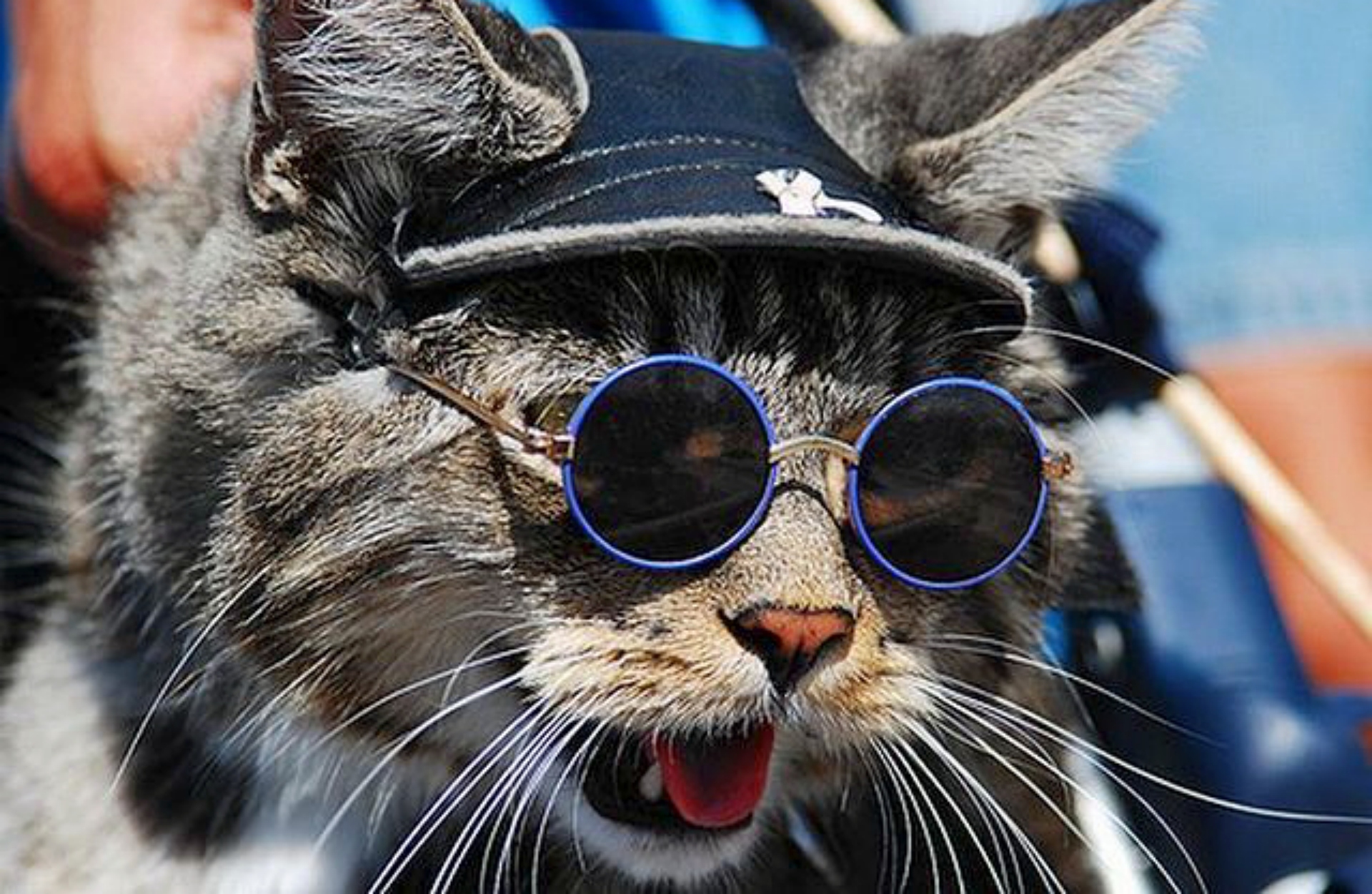 Видимо крутые. Кот Базилио. Крутой кот. Кот в очках. Крутая кошка в очках.