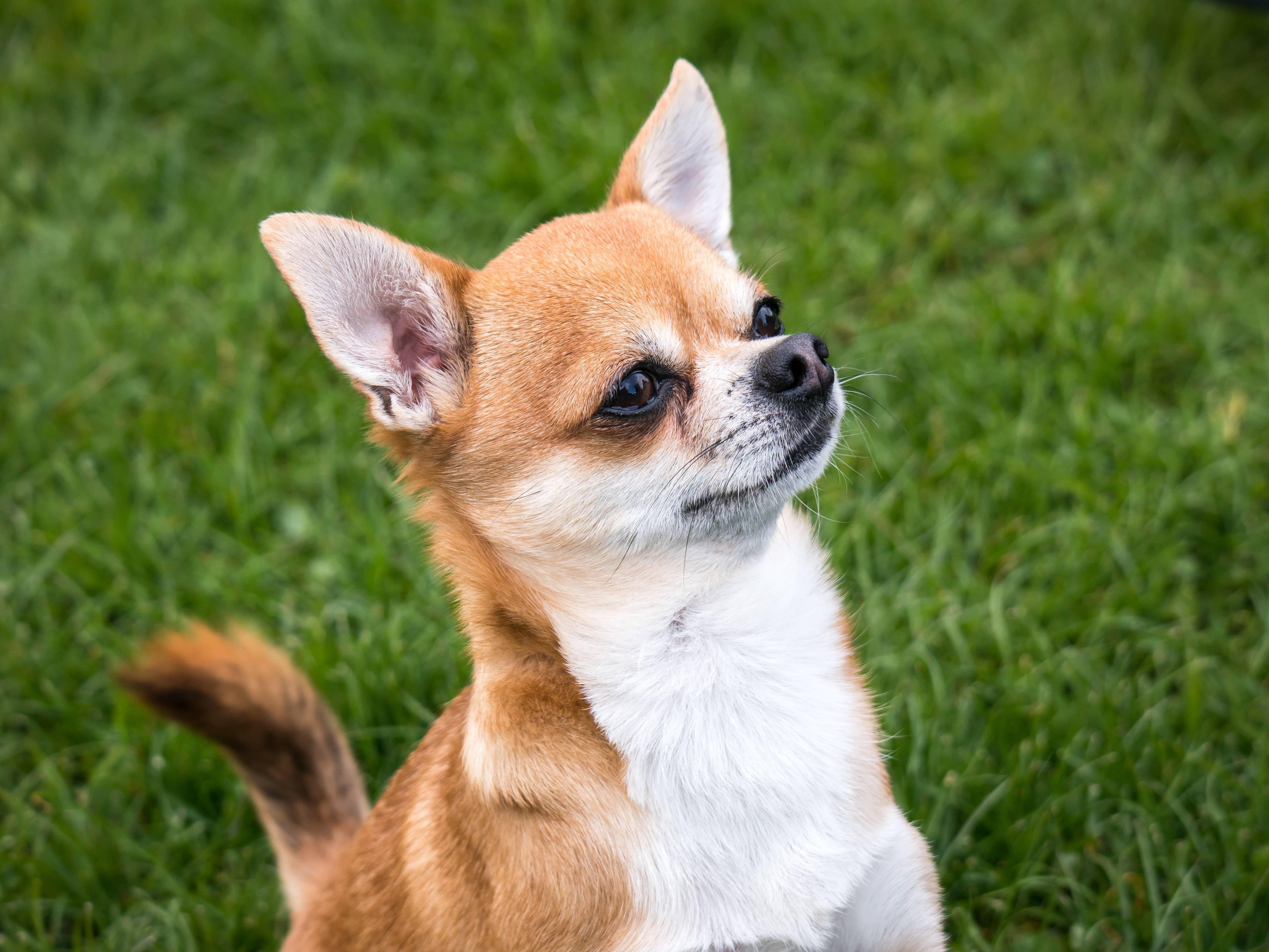 Небольшие породы собак с фотографиями. Чихуахуа Чивава. Трехцветный чихуахуа кобби. Чихуахуа короткошерстные. Маленькая собачка чихуахуа.