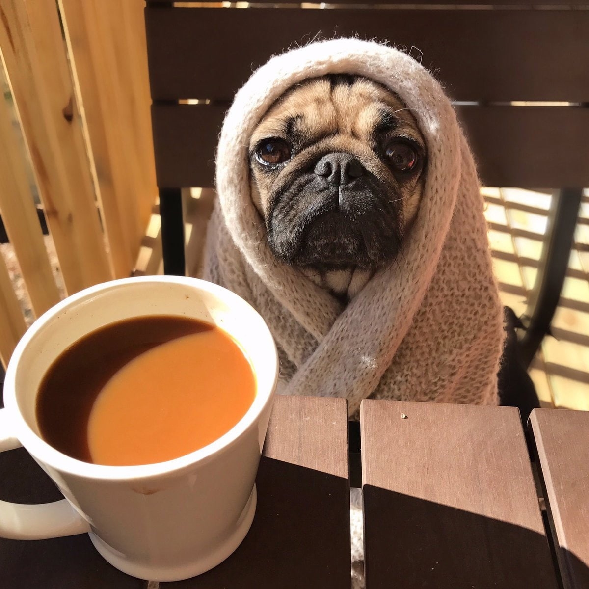 Собаки пьют чай. Доброе утро Мопс. Доброе утро животные. Доброе утро с собачками. С добрым утром собаки.