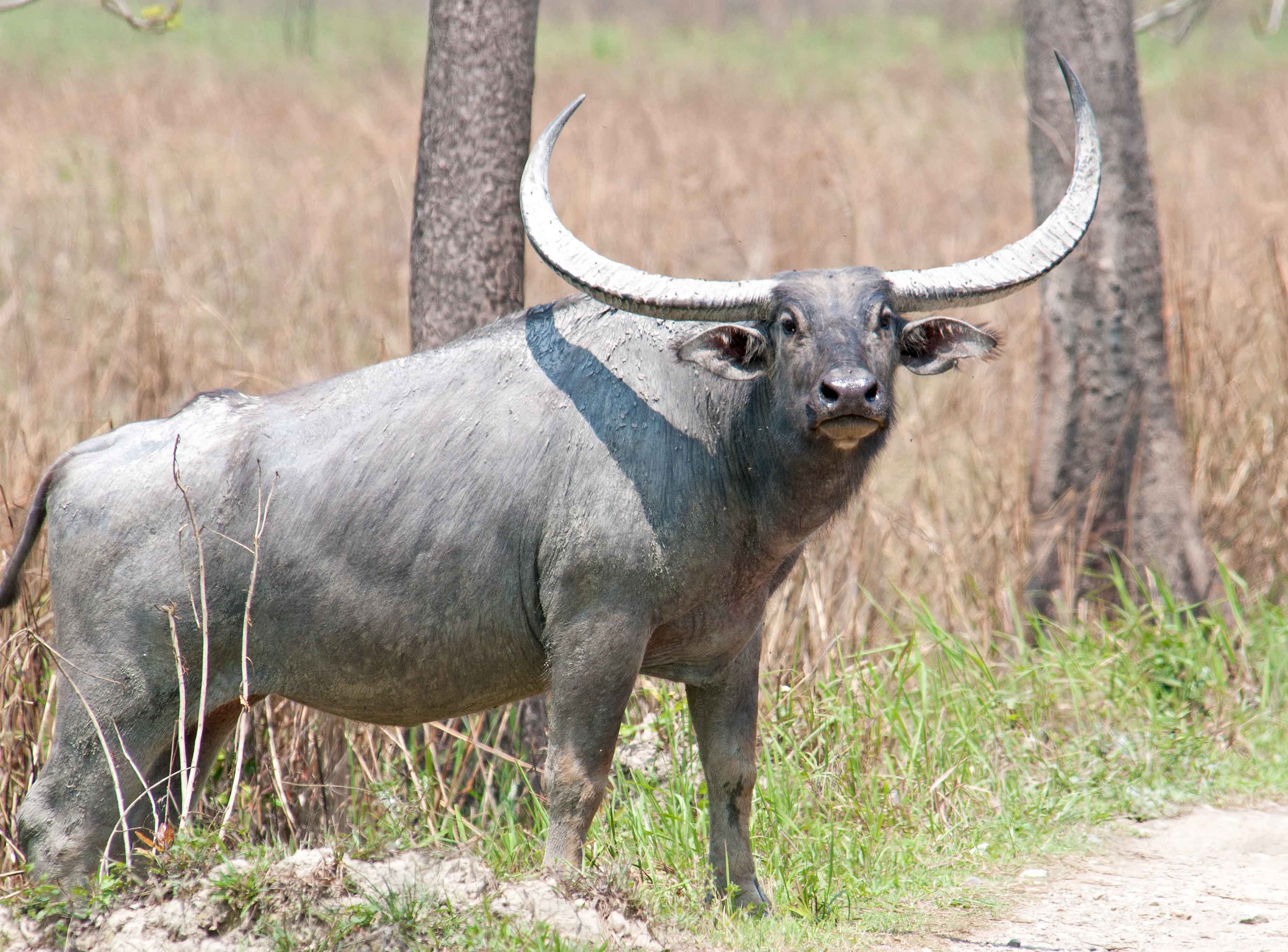 Мир животных буйволы. Длиннорогий буйвол пелоровис. Буйвол Буффало Индия. Bubalus Arnee. Азиатский буйвол Рогач.