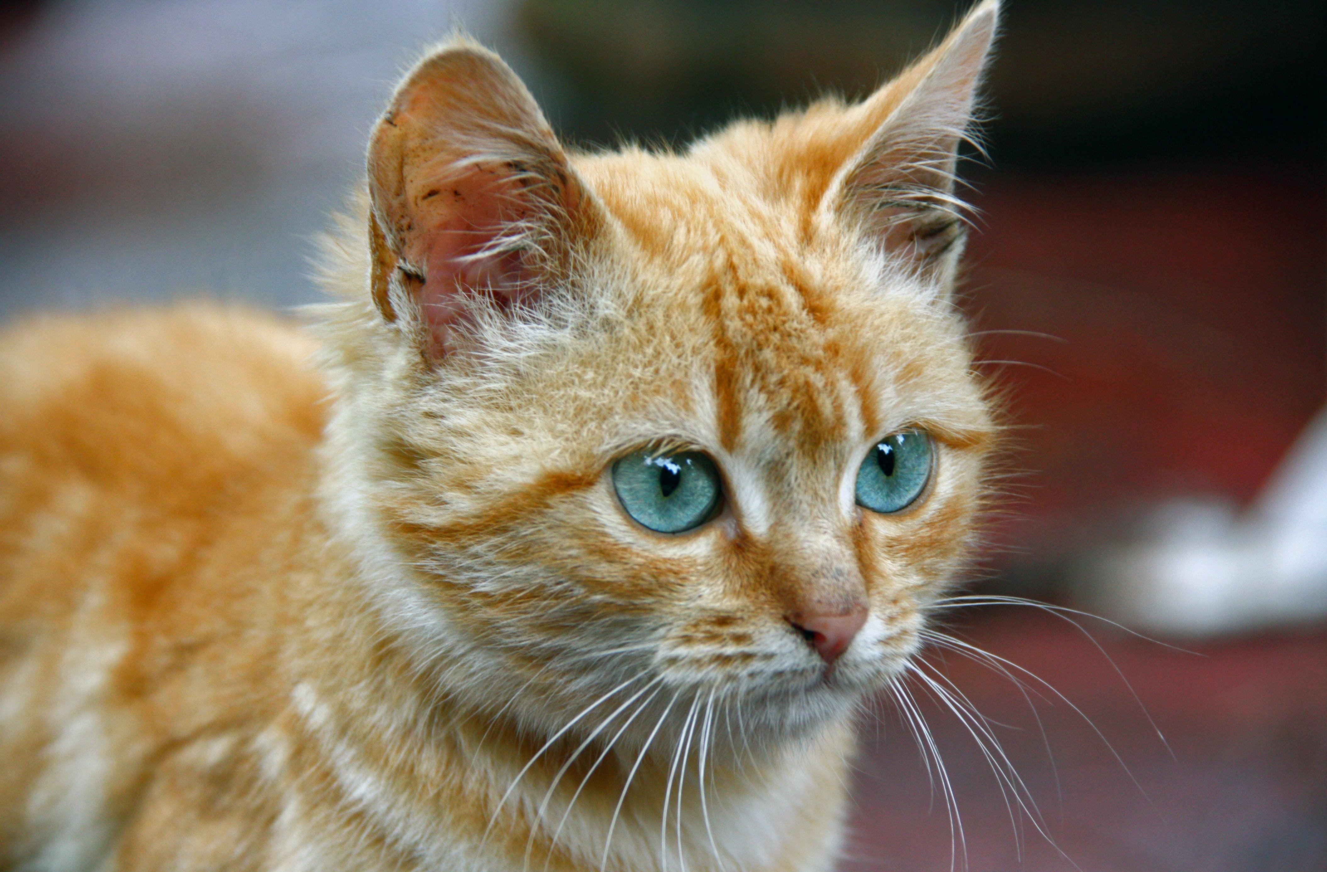 Рыжие породы кошек с фотографиями. Охос азулес рыжий. Сибирская кошка рыжая короткошерстная. Рыжий кот с голубыми глазами. Светло рыжие коты.