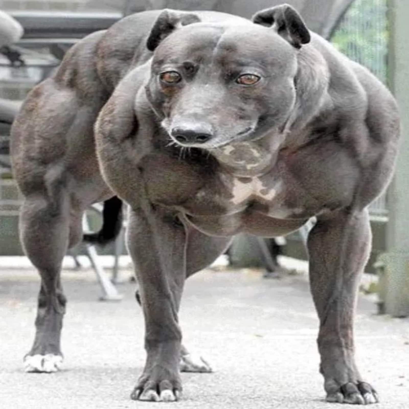 Сильный мускулистый пес. Стаффордширский терьер миостатин. Американский питбультерьер качок. Мускулистая собака. Накаченная собака.