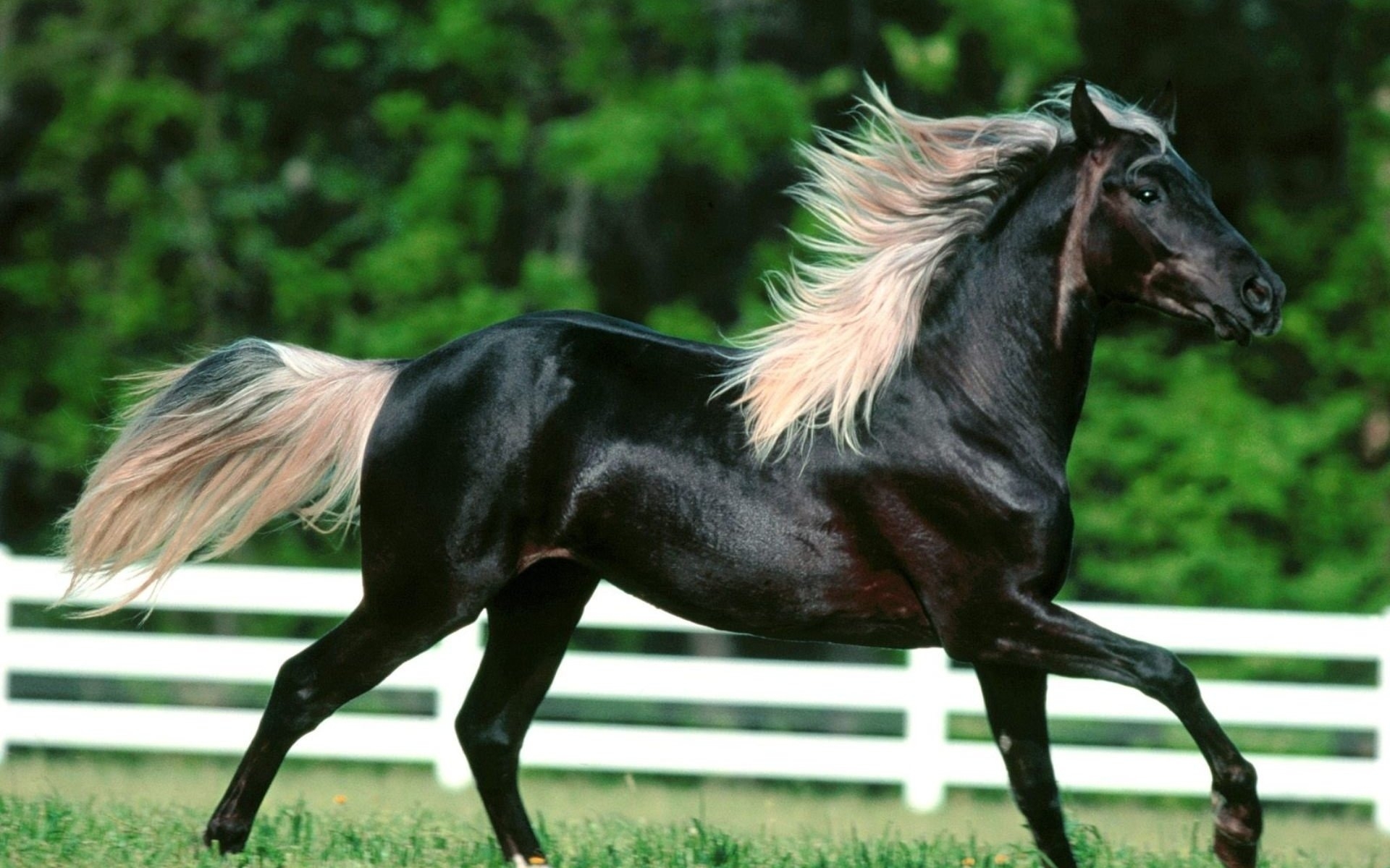 Лошадь черного окраса. Темно игреневая масть лошади. Серебристовараная масть лошади. Игреневая масть лошади черная с белой гривой. Игреневая порода лошадей.
