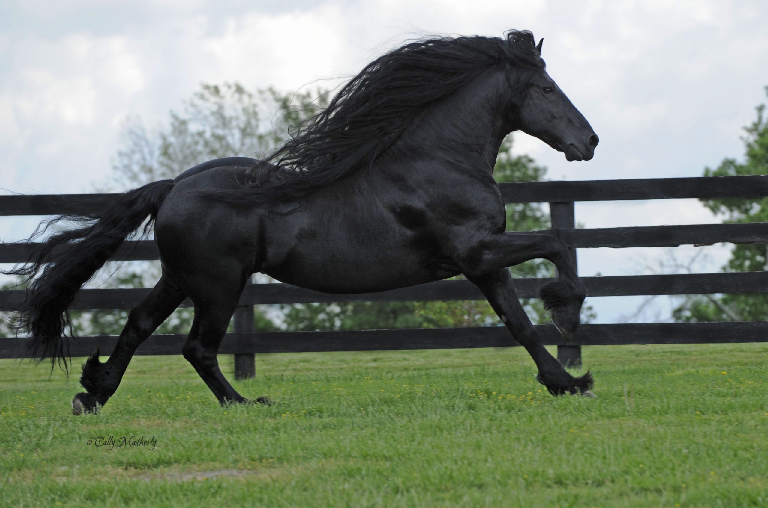 Эта лошадь красива и своенравна. Фризский жеребец Фредерик Великий. Фриз Фризская лошадь. Фризская лошадь чубарой масти.
