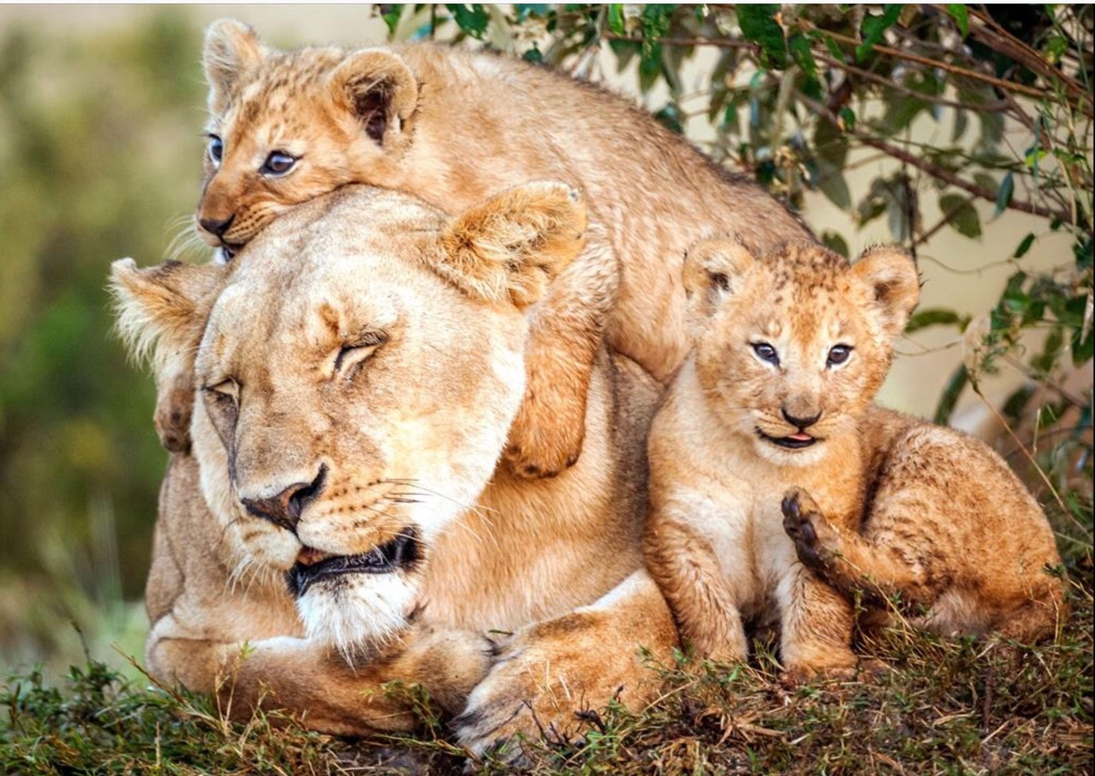 Зверей папа звере мама. Лев львица и Львенок. Лев львица и Львенок семья. Мамы и Детеныши. Львица с детенышем.