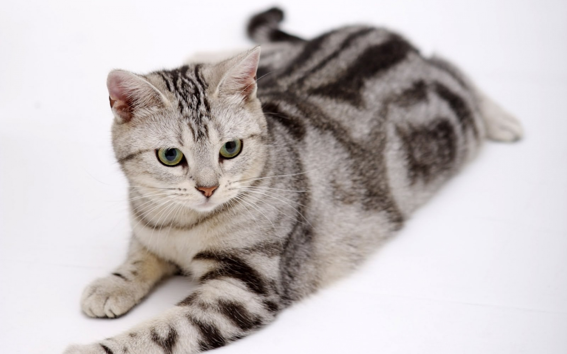 Кошка в полоску порода. Американская короткошерстная табби. Американская короткошерстная кошка табби. Британский короткошерстный кот полосатый. Американская короткошерстная табби Браун.