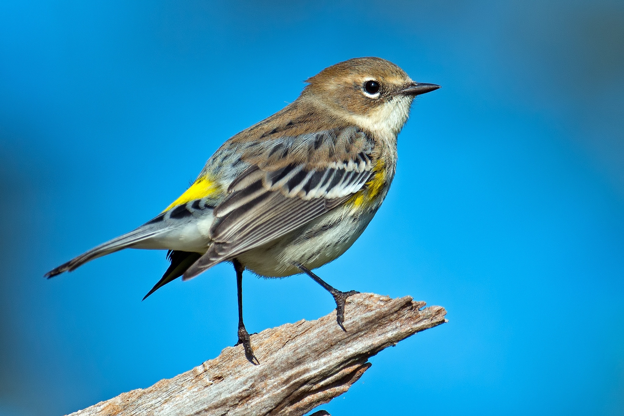 Желто коричневая птичка. Птица Yellow Rumped Warbler. Синица зеленушка. Миртовый Лесной певун. Yellow-Rumped Warbler птица Yellow Rumped.
