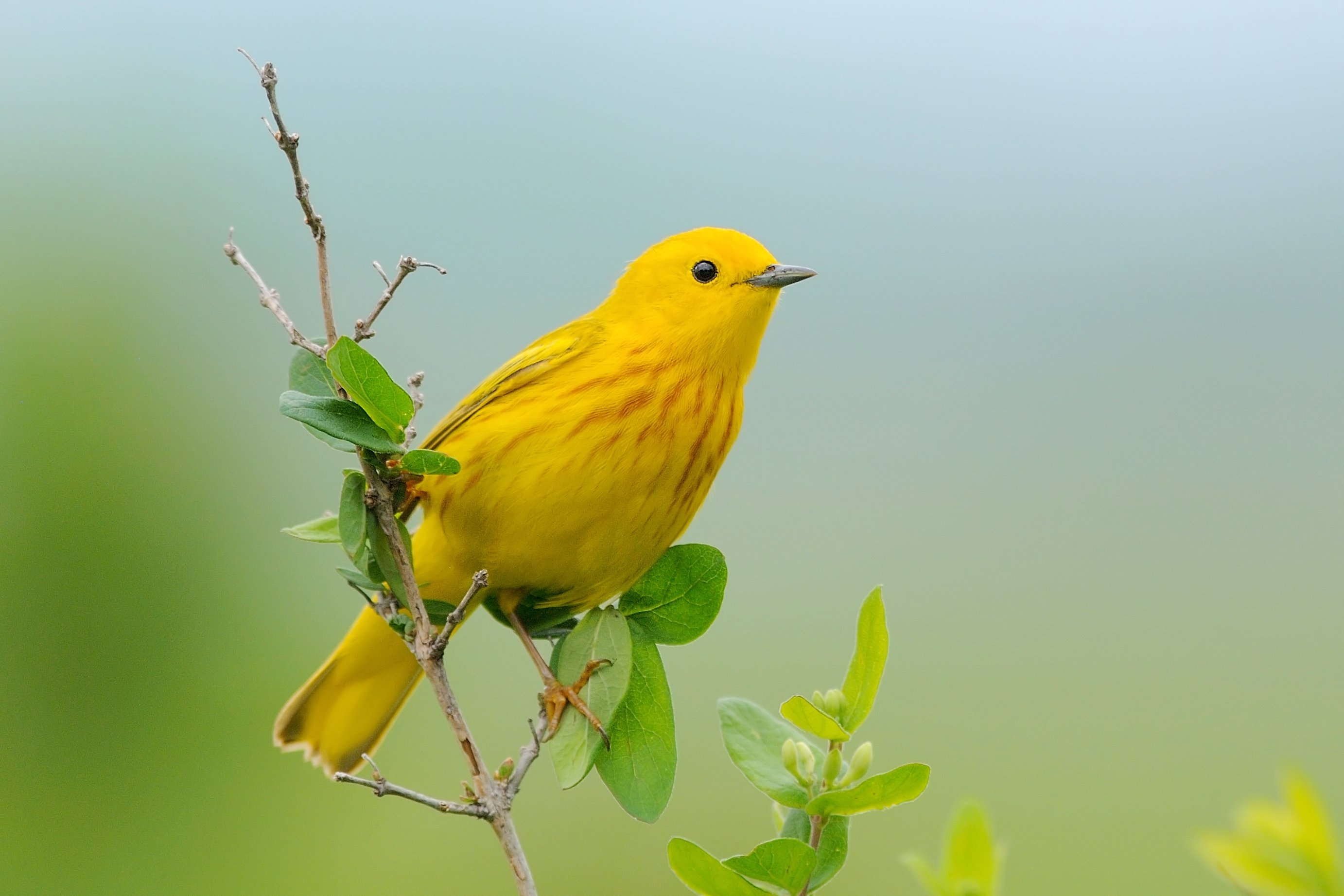 Желтые птицы названия. Yellow Warbler птица. Жёлтая древесница (Dendroica petechia). Желтая древесница птица. Желтая певчая камышевка.