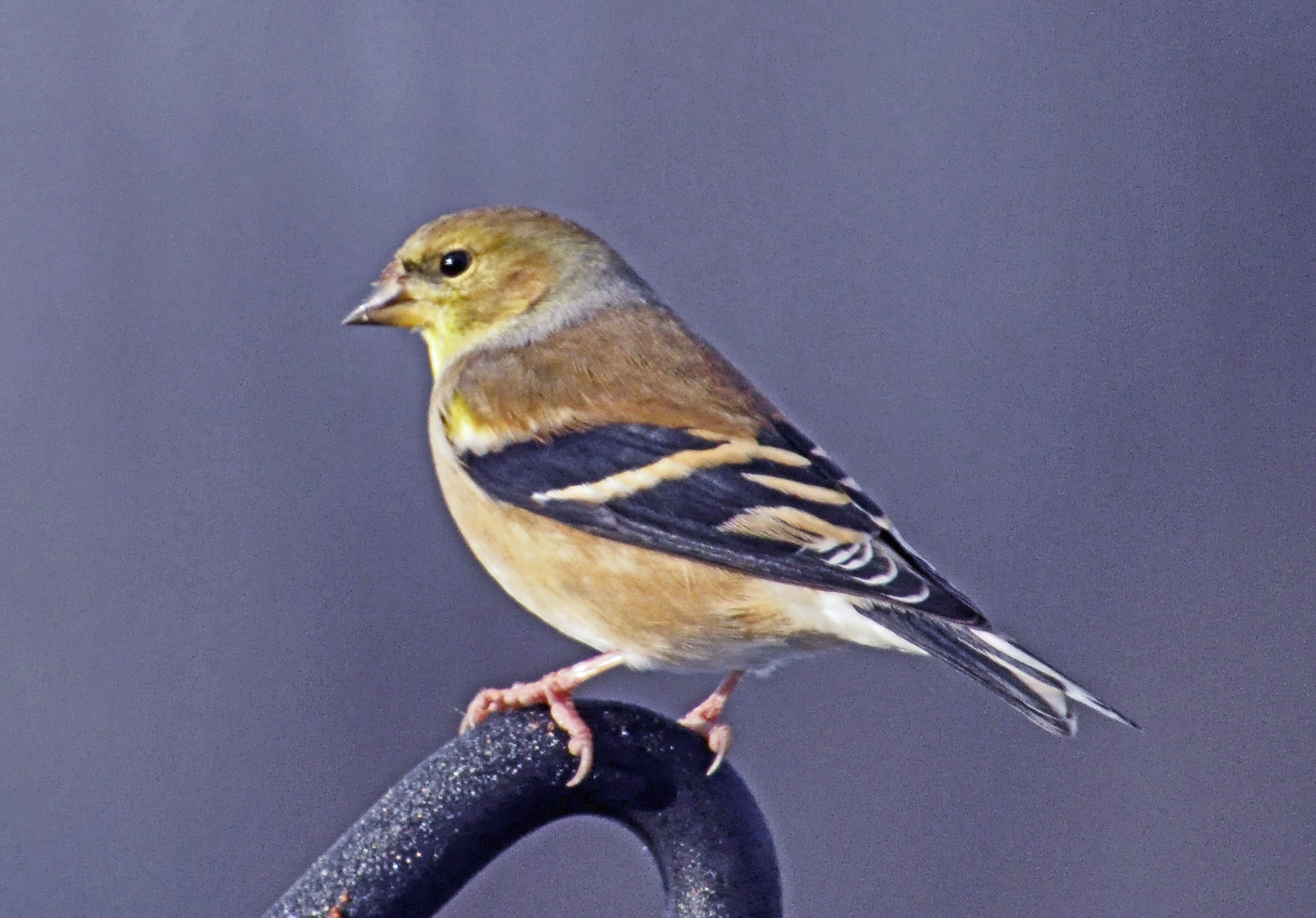 Желто коричневая птичка. American Goldfinch птица. Зяблик желтый. Американский золотой Зяблик. Жёлтый американский щегол.