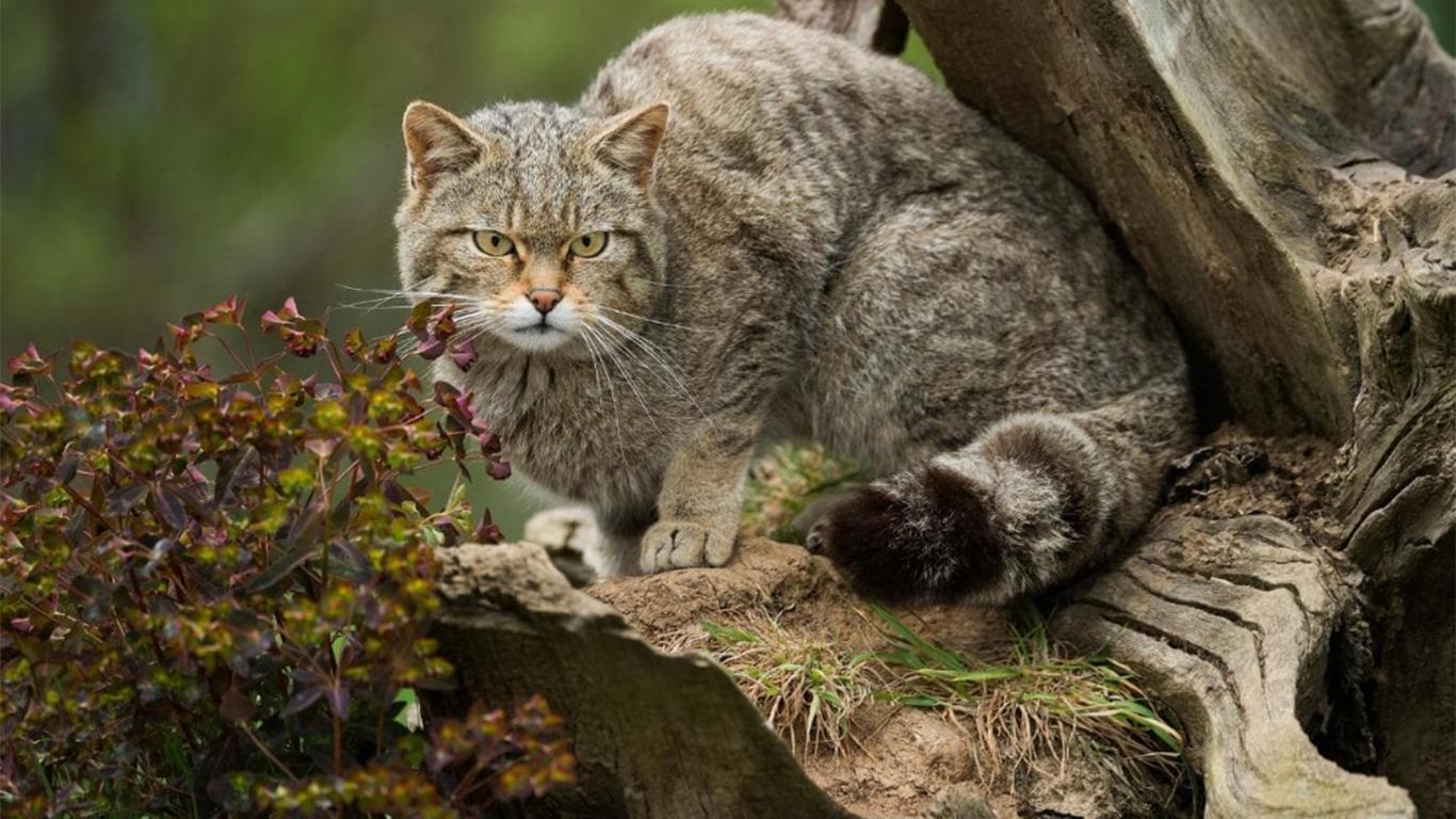 Лесная дикая кошка в экосистеме. Европейский Лесной кот камышовый. Дикая Лесная кошка. Европейская Дикая Лесная кошка. Дикий кот Тебердинский заповедник.