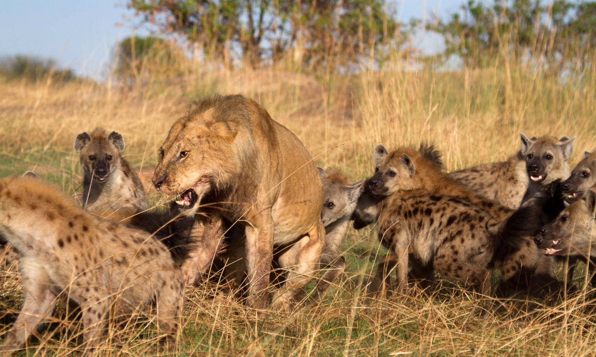 Нападение по другому. Дикая природа Африка львы гиены.