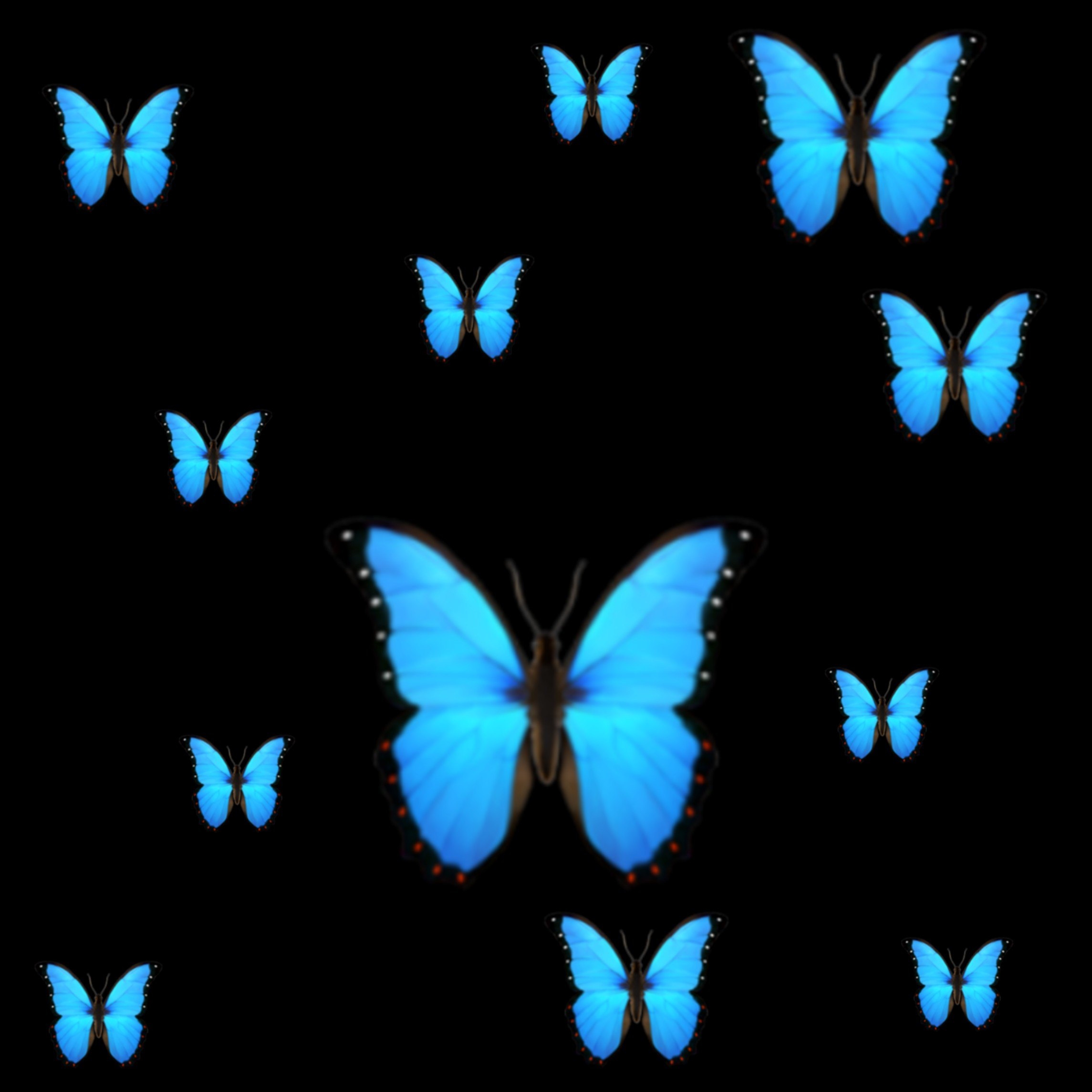 Голубые бабочки фон. Синяя бабочка. Бабочки на черном фоне. Синяя бабочка на черном фоне. Бабочки на чёрном фонн.