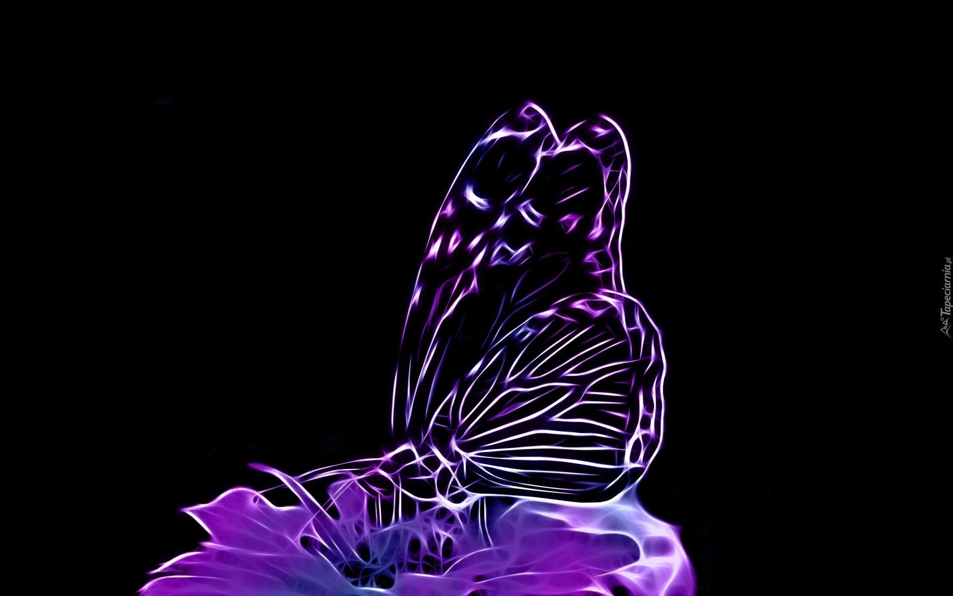 Рисунки на фон телефона. Бабочка на темном фоне. Бабочки на черном фоне. Неоновые бабочки. Бабочка фиолетовая.