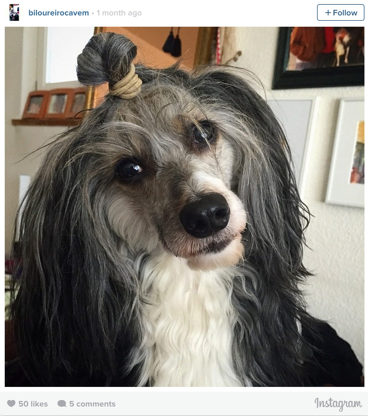 Собака с хвостом на голове