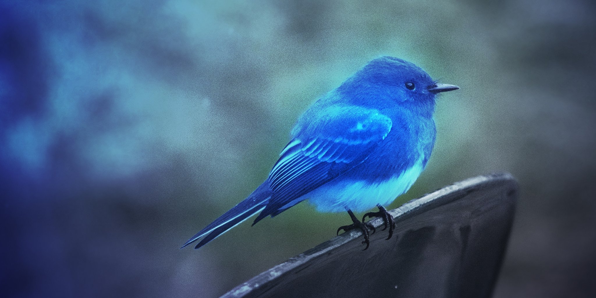 Синяя птица под. Ультрамариновый овсянковый Кардинал. Лиловый Дрозд (Myophonus caeruleus). Бирюзовый овсянковый Кардинал. Синяя птица лиловый Дрозд.