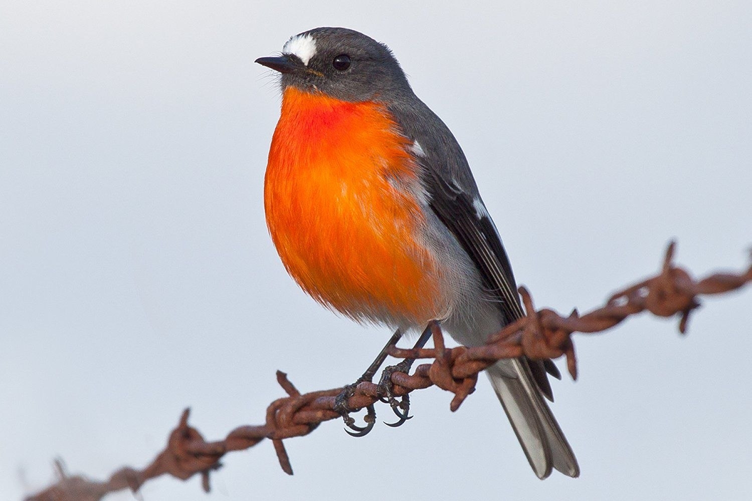 Птичка с оранжевой грудкой в подмосковье