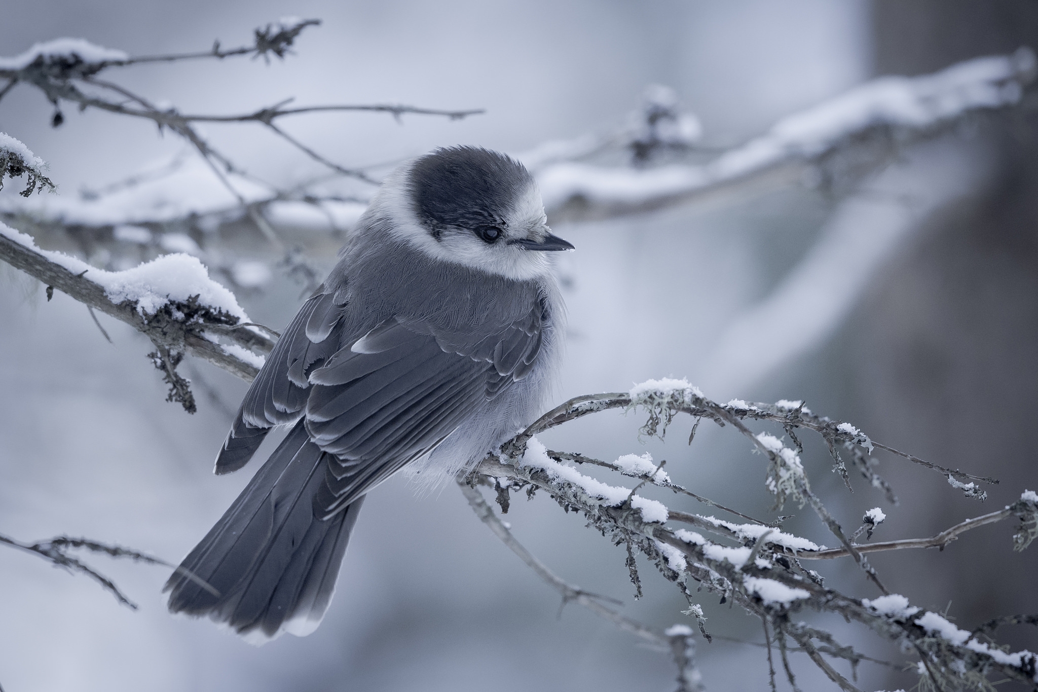 Серые птицы зимой. Зимние птицы. Птица на ветке. Птицы на снегу. Птицы на заснеженных ветках.