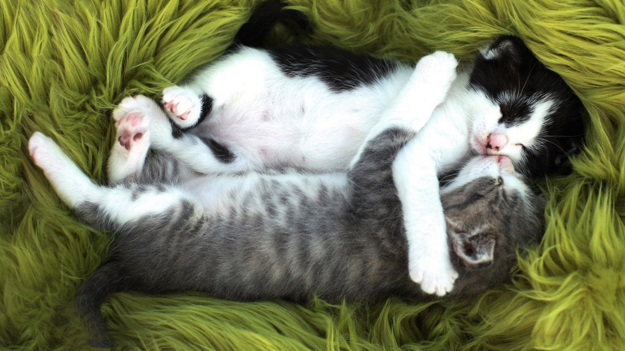 Вместе спокойный. Спящие коты. Кошки спят в обнимку. Котики обнимаются. Кошки в обнимку.