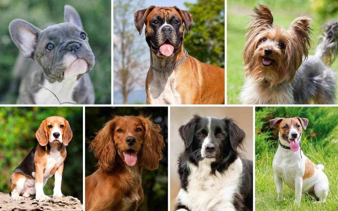 Породы собак 400 пород. Разные собаки. Средние собаки. Породистые собаки. Собачки разных пород.