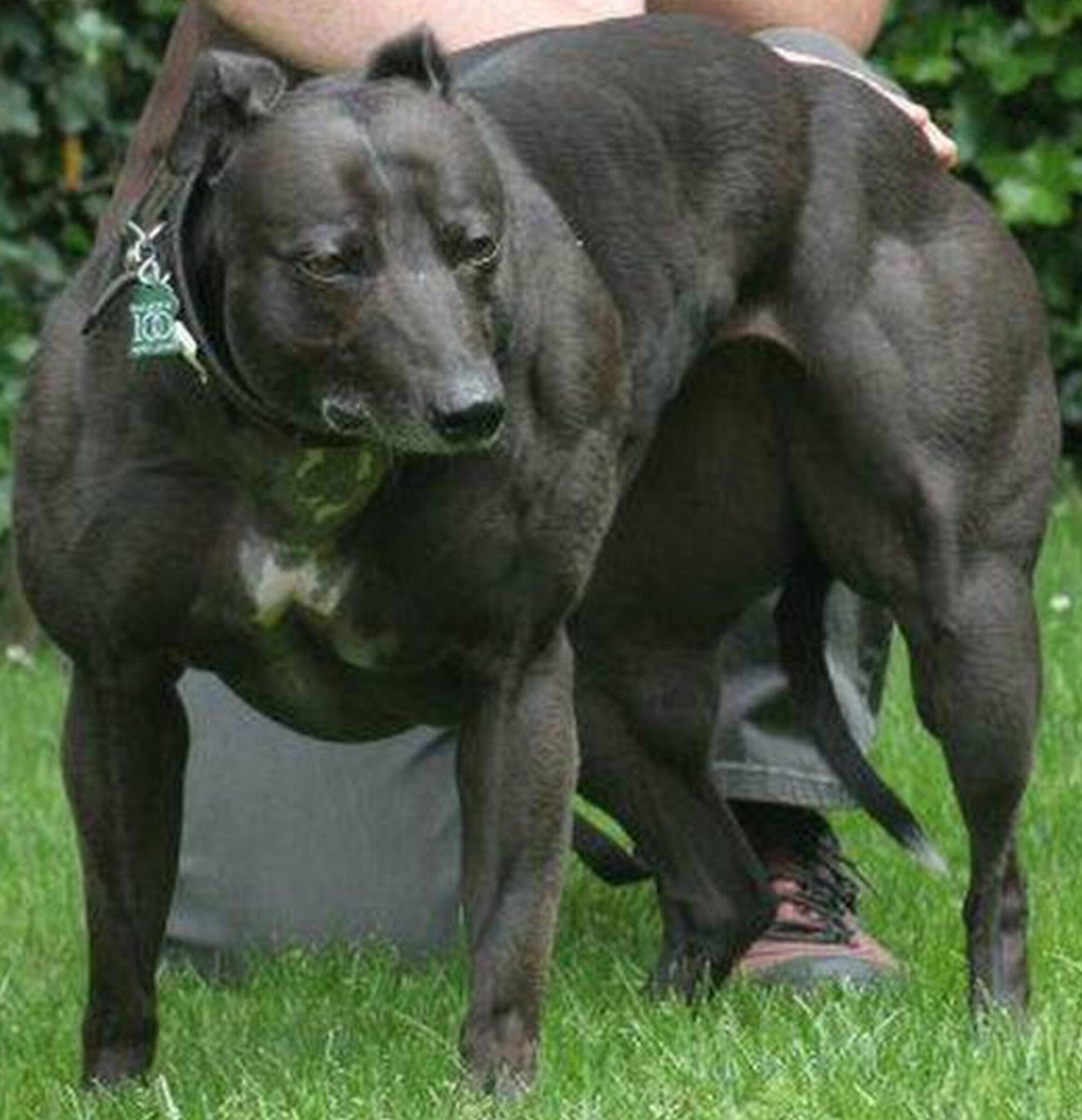 Сильный мускулистый пес. Стаффордширский терьер миостатин. Собака миостатин Стаффорд.