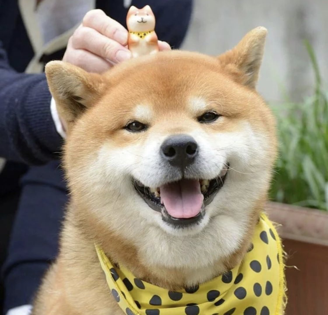 Собака японский сиба цена