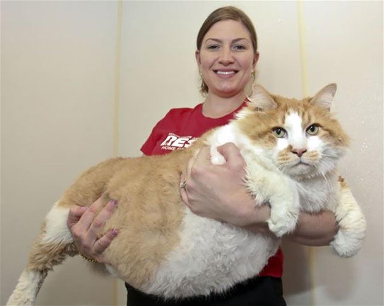 Кошки самой крупной породы. Мейн кун 20 кг. Толстый кот Мейн кун. Кот химми из Австралии. Самый жирный кот в мире 1000000000кг.