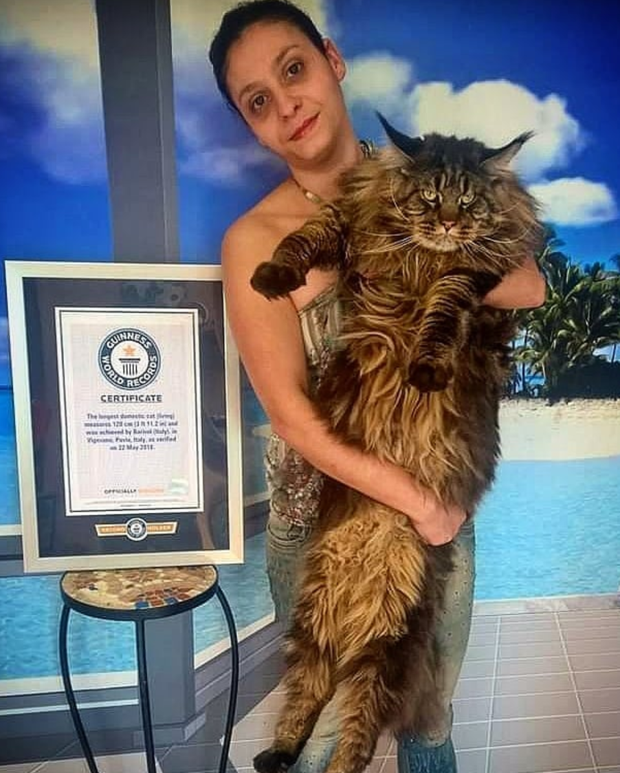 Книга рекордов котов. Самый большой Мейн кун в мире баривель. Кот баривель Мейн кун. Мейн кун рекорд Гиннесса. Самый большой кот в мире рекорд Гиннесса.