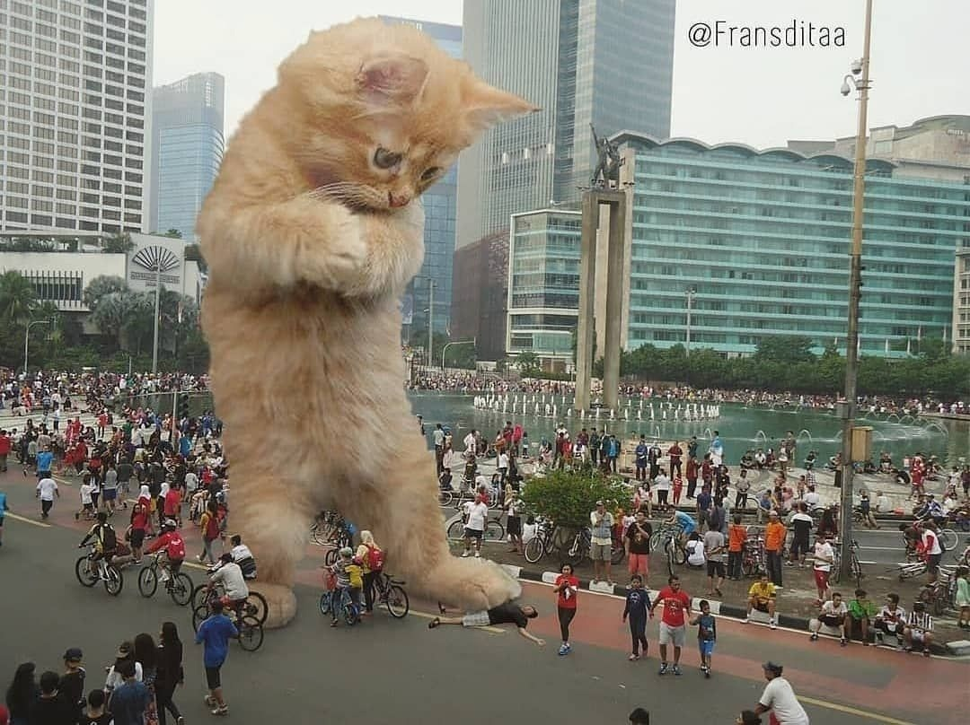Франсдита Муафидин. Огромный кот. Коты гиганты. Самый гигантский кот в мире. Покажи очень сильно