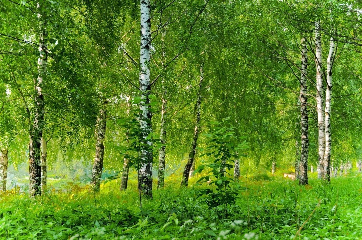 Леса россии лето