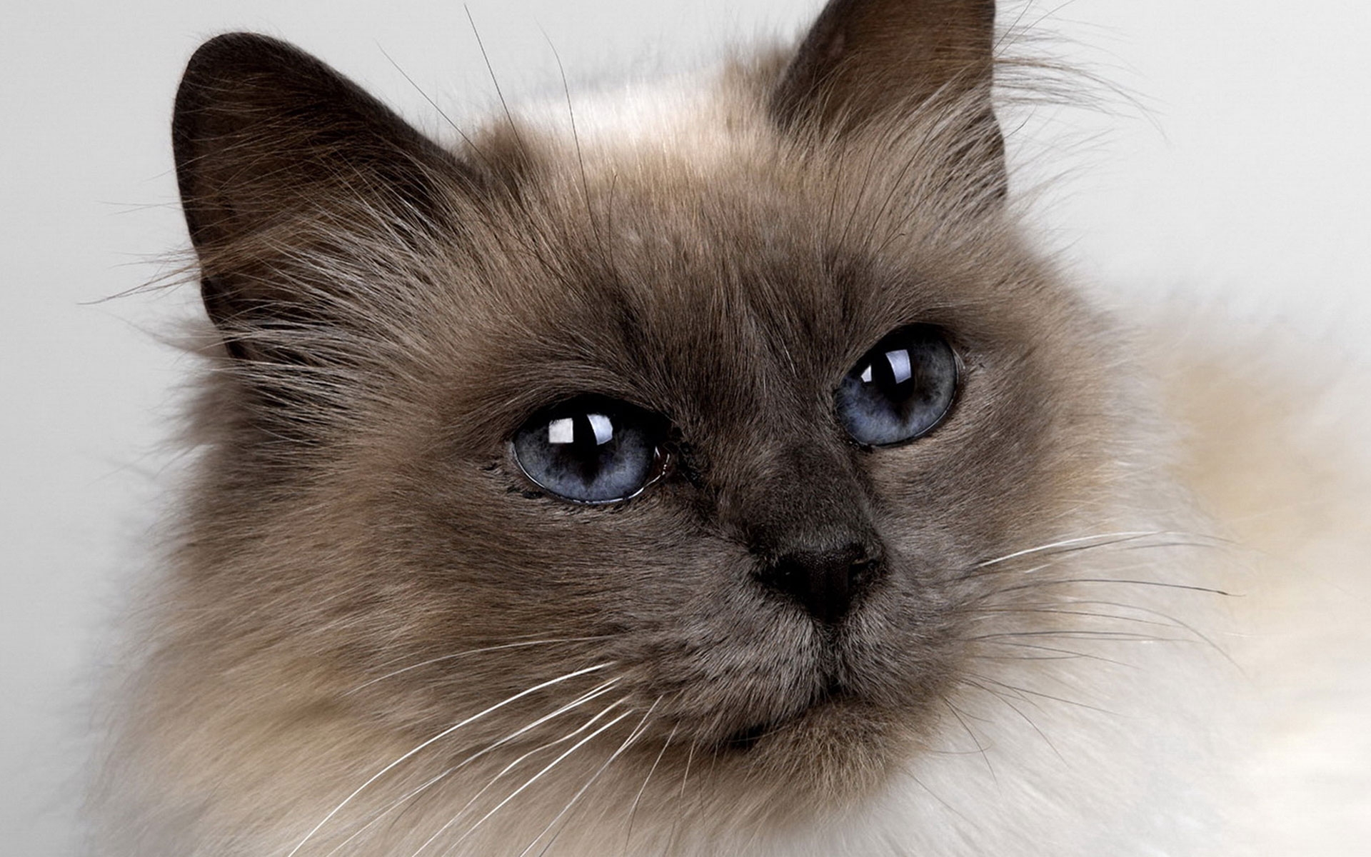 Как называется киса. Невская маскарадная кошка. Бирманская кошка. Бирманская маскарадная кошка. Невская гималайская Сиамская кошка.