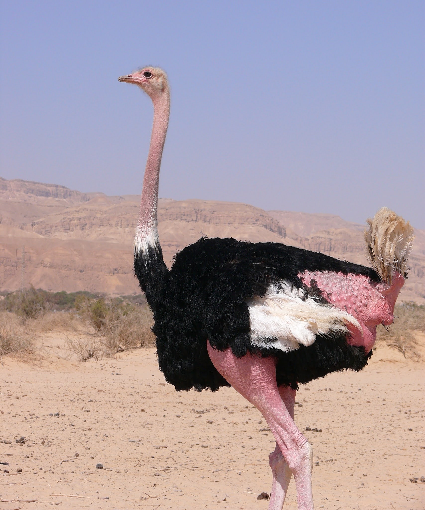 Самая крупная птица 5. Африканский страус самая большая птица в мире. Андский Кондор Гарпия. Страус в Африке. Самка страуса.