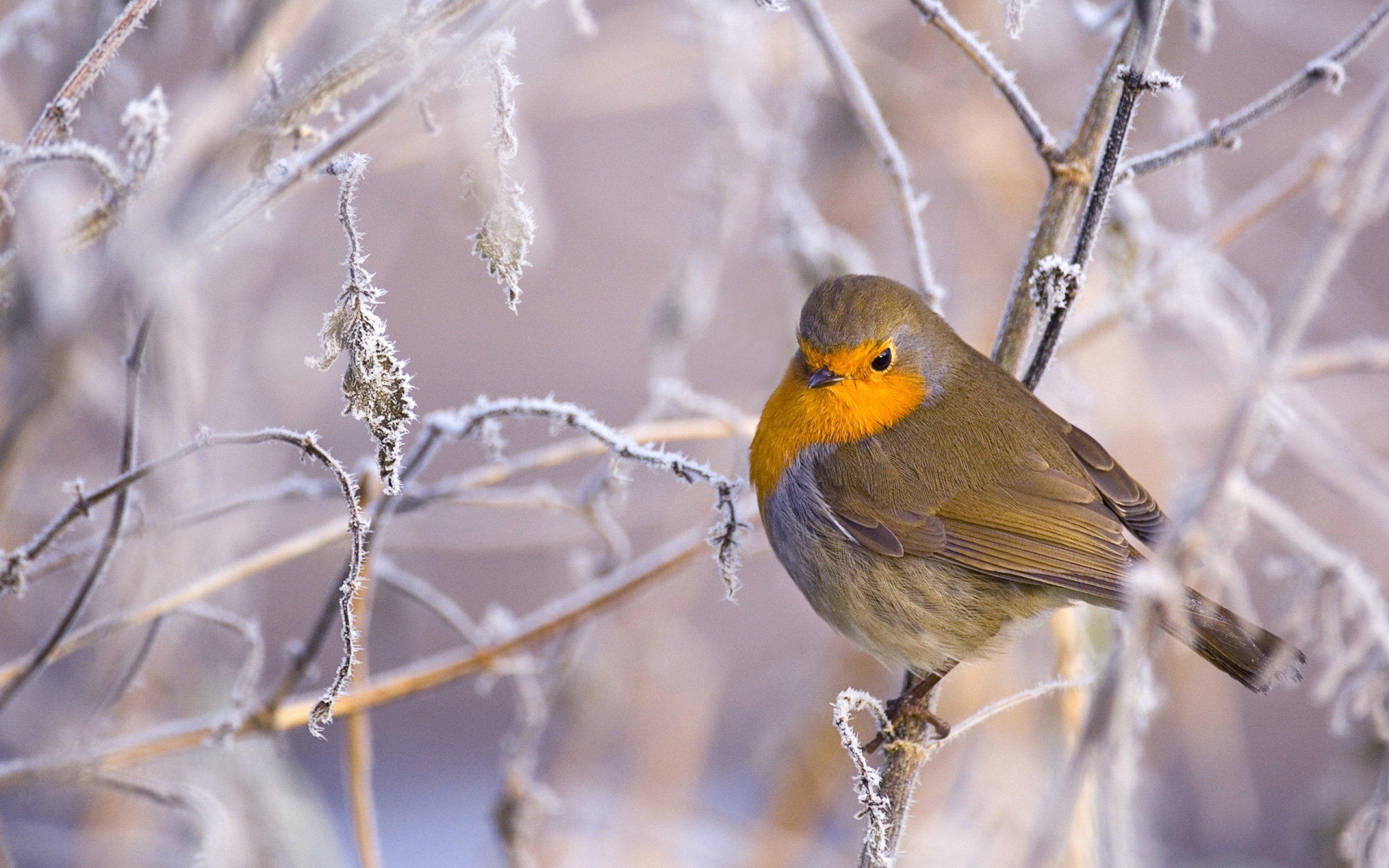 В феврале вы можете услышать пение напоминающее. Зарянка, Щур. Зима птицы. Зимняя птичка с желтой грудкой. Птички на ветке зимой.
