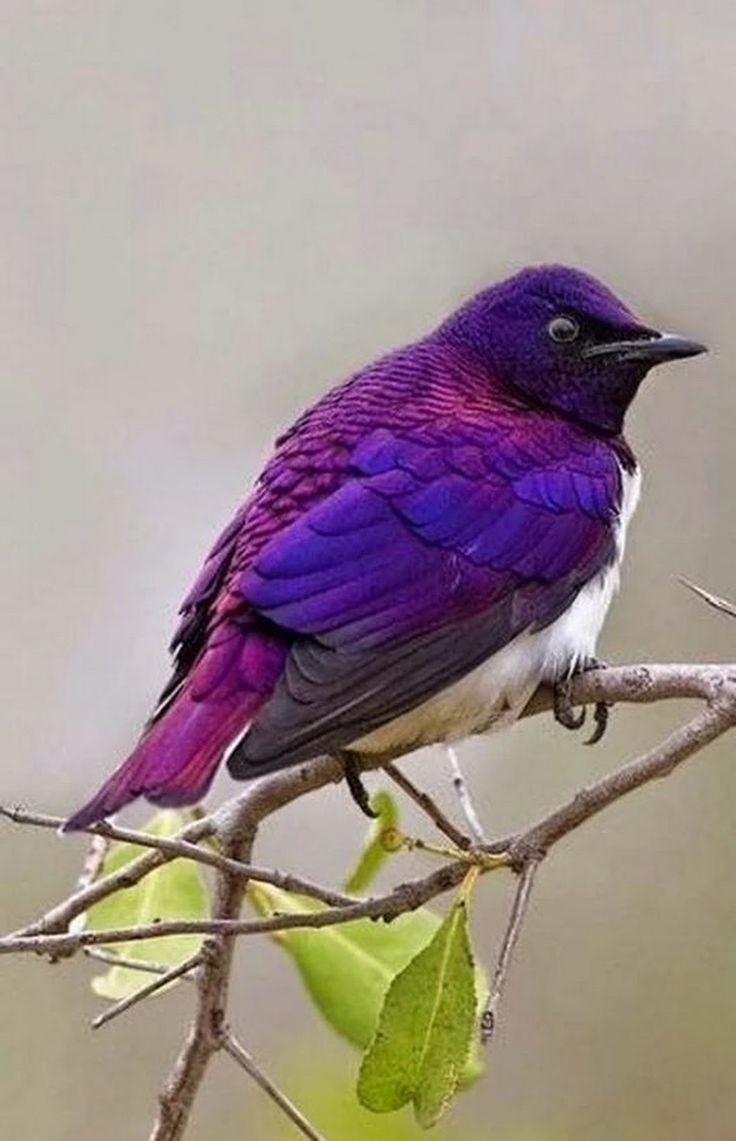 Lamprotornis purpureus