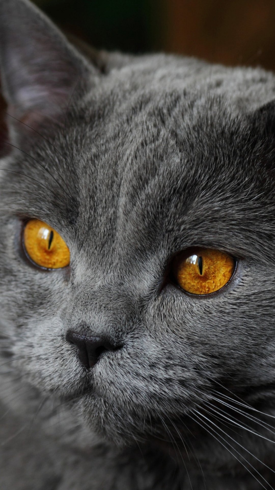 Кошка с желтыми глазами порода. Серый британец кот с желтыми глазами. Британец кот. Британская короткошёрстная кошка. Сарерый кот сжёлтоми глазами.