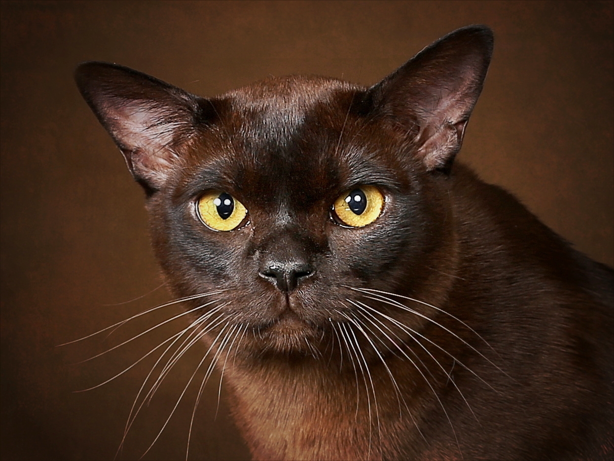 Породы коричневых котов. Бурманская кошка. Бурманская кошка европейская. Порода кошек Бурма. Бурманская кошка коричневая.