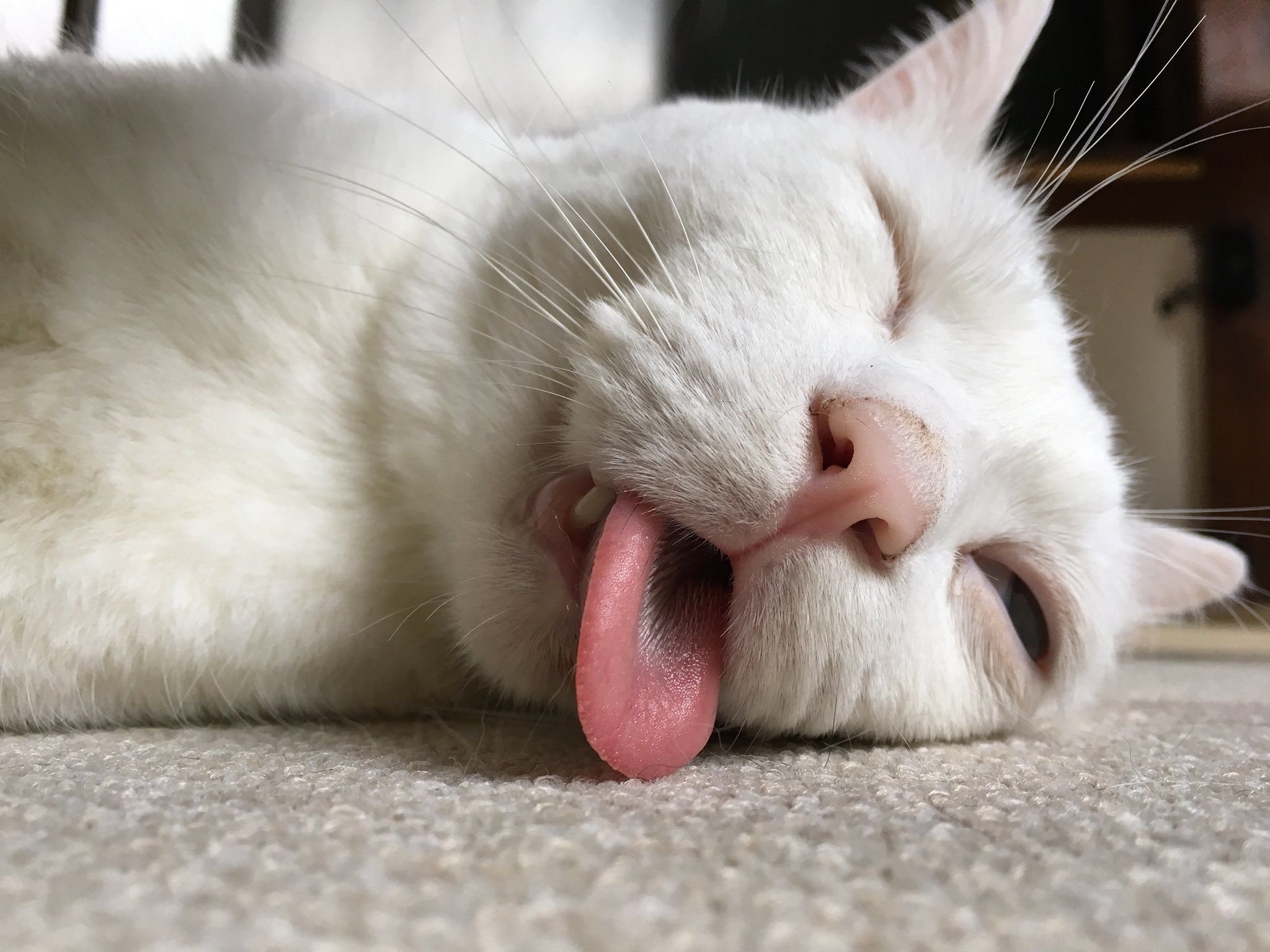 Язык на телефон прикольные. Кошка с высунутым языком. Спящий кот. Белая кошка с высунутым языком. Спящий кот с высунутым языком.