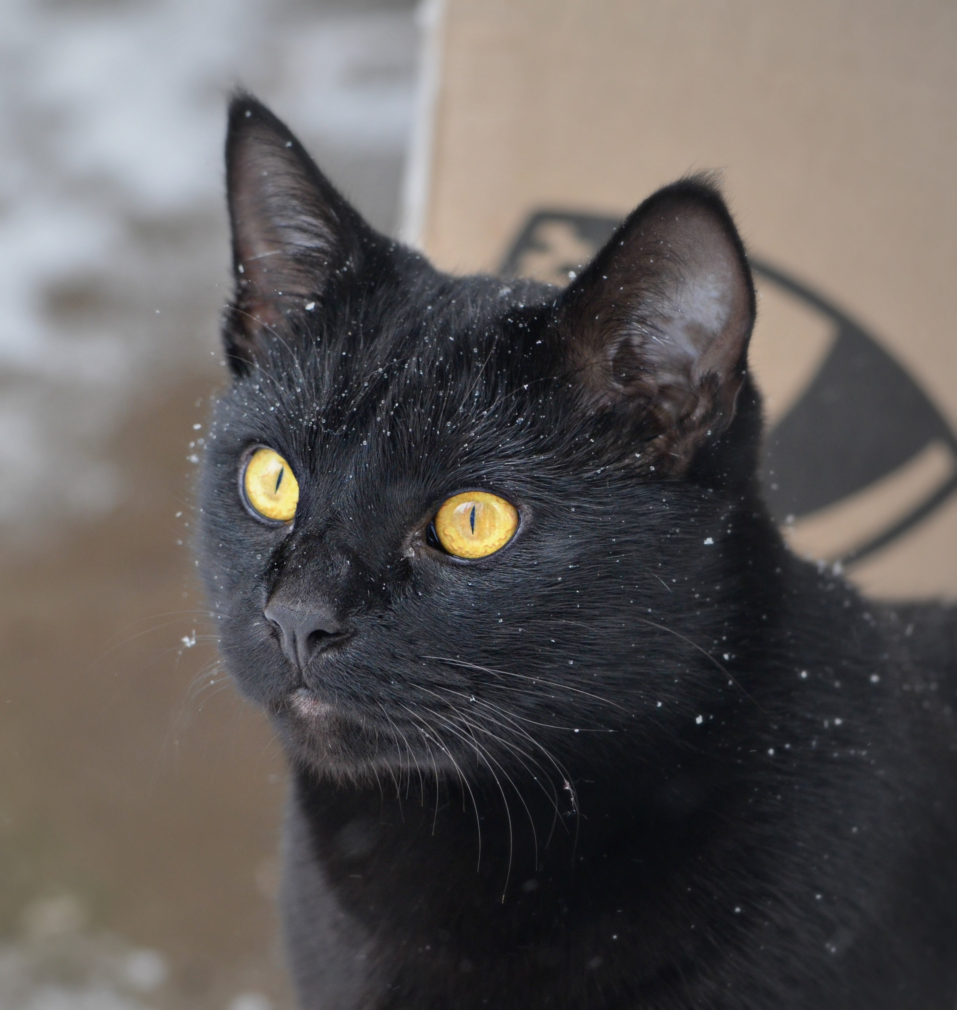 Кошка с желтыми глазами порода. Британская Бомбейская кошка. Бомбейская короткошерстная кошка. Бомбейская кошка короткошерстная черная. Богемская кошка чёрная.