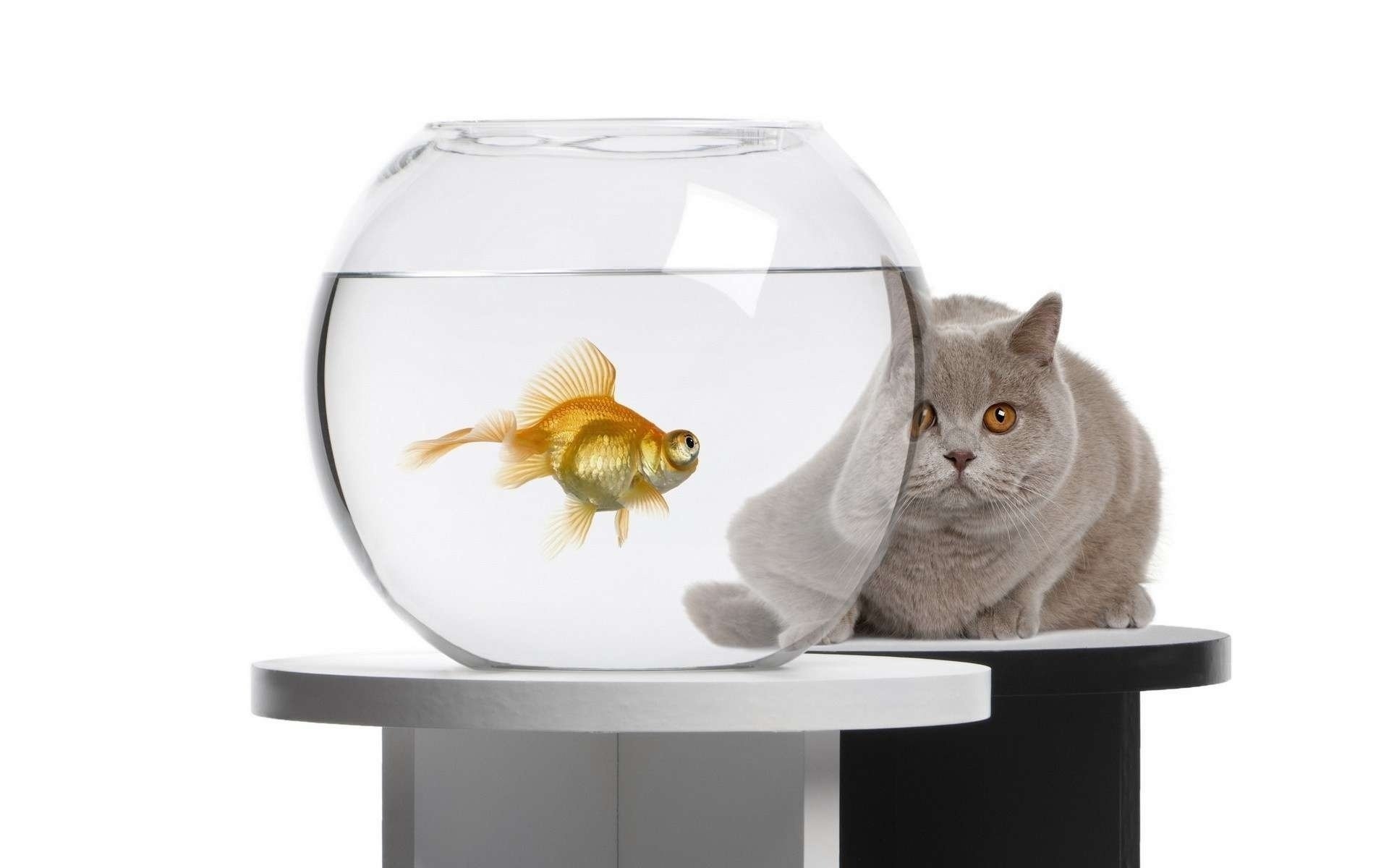 Аквариум для кота внутри. Рыбки для аквариума. Кот и аквариум. Аквариум с кошкой. Золотая рыбка в аквариуме.