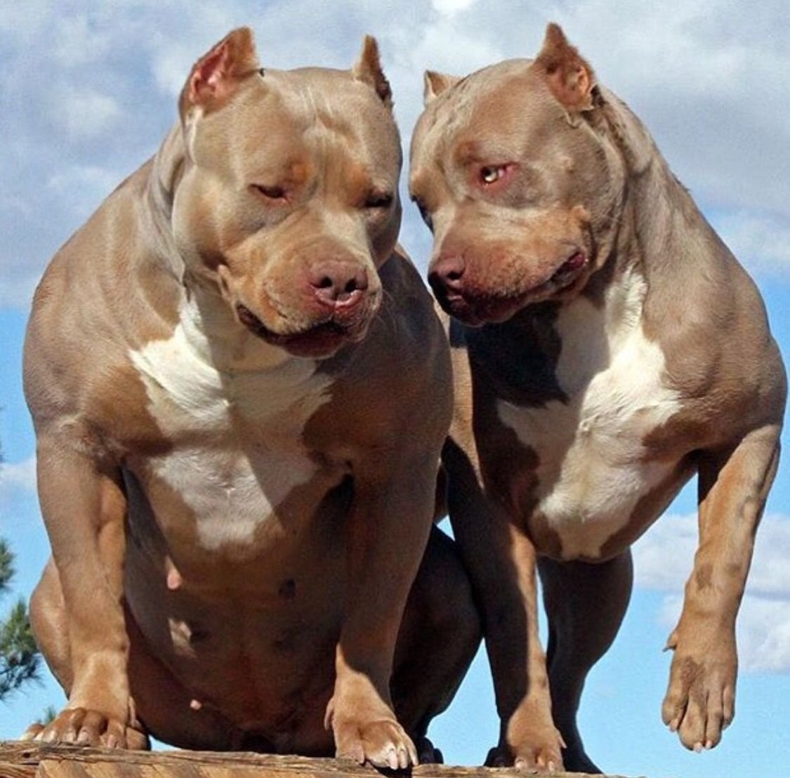 Бойцовские собаки фото с названиями породы
