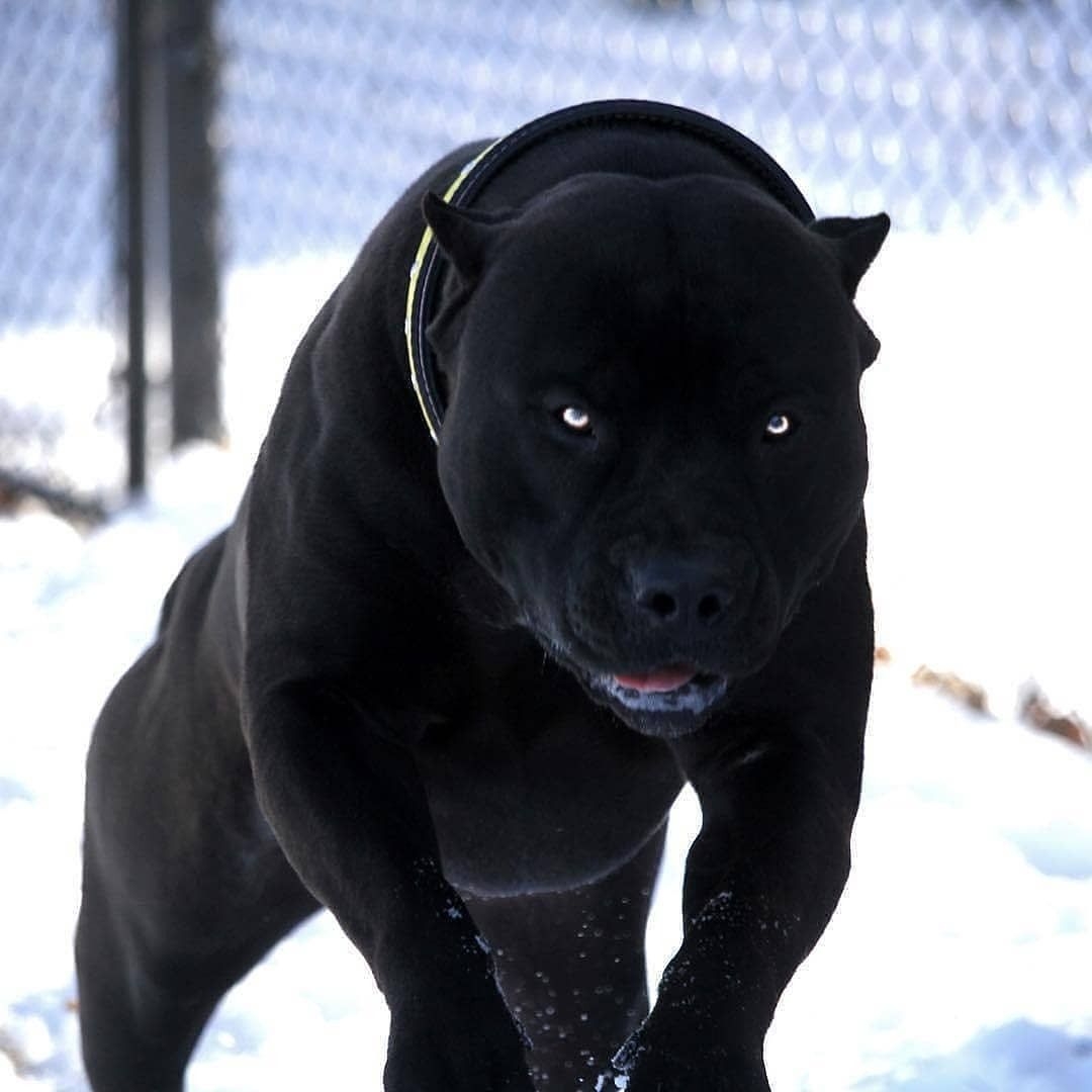 большие черные собаки породы с фото