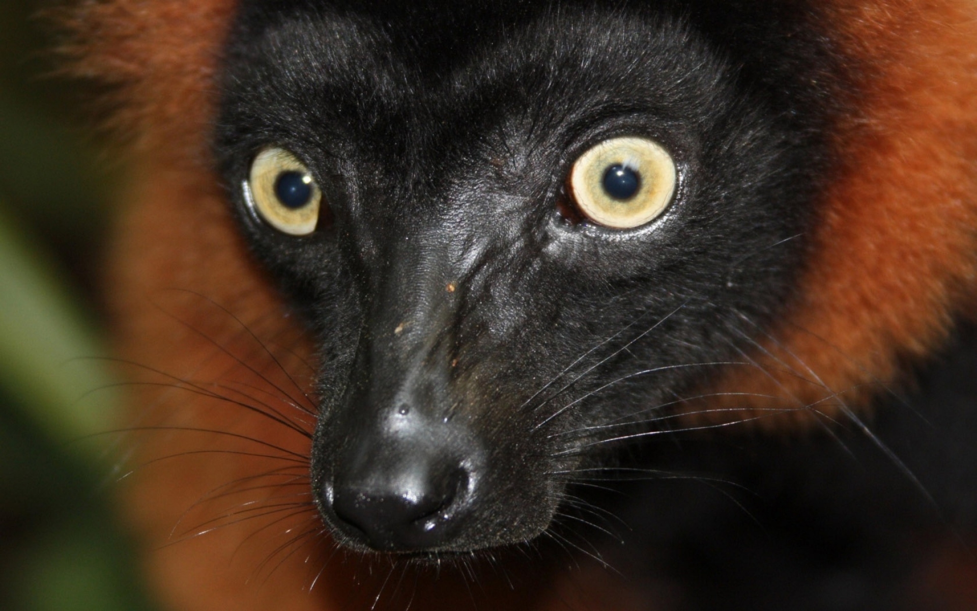 Название животного глаза. Мадагаскарский глазух. Животное с черной шерстью. Животное с чёрной длиной шерстью. Черный пушистый зверек.