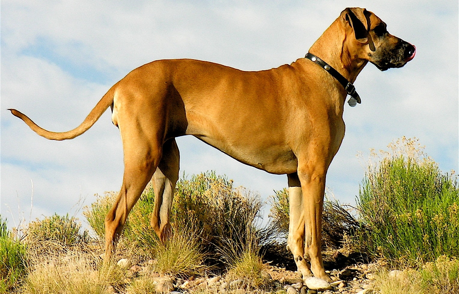 3 породы крупной собаки. Датский дог Гибсон. Дог порода собак. Датский мастиф. Датский дог Зевс.