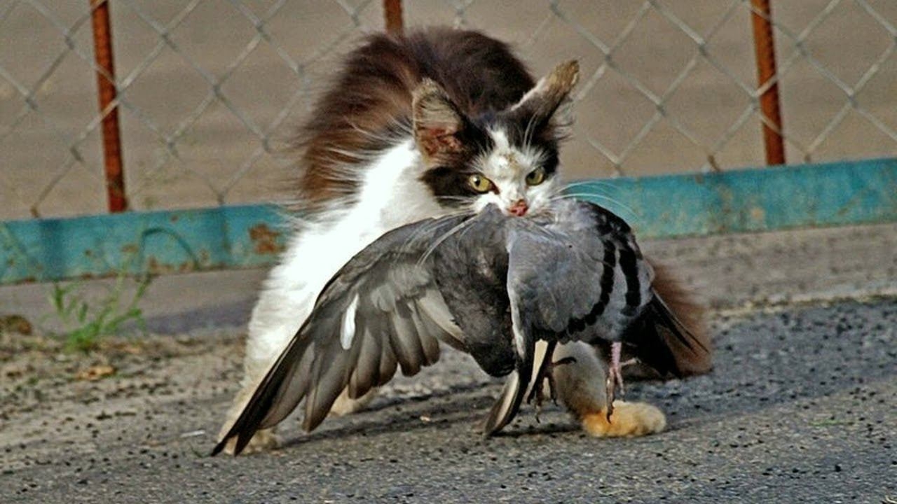 Кошка ест птицу. Кот и голубь. Кошка и птица. Кот охотится на голубя.