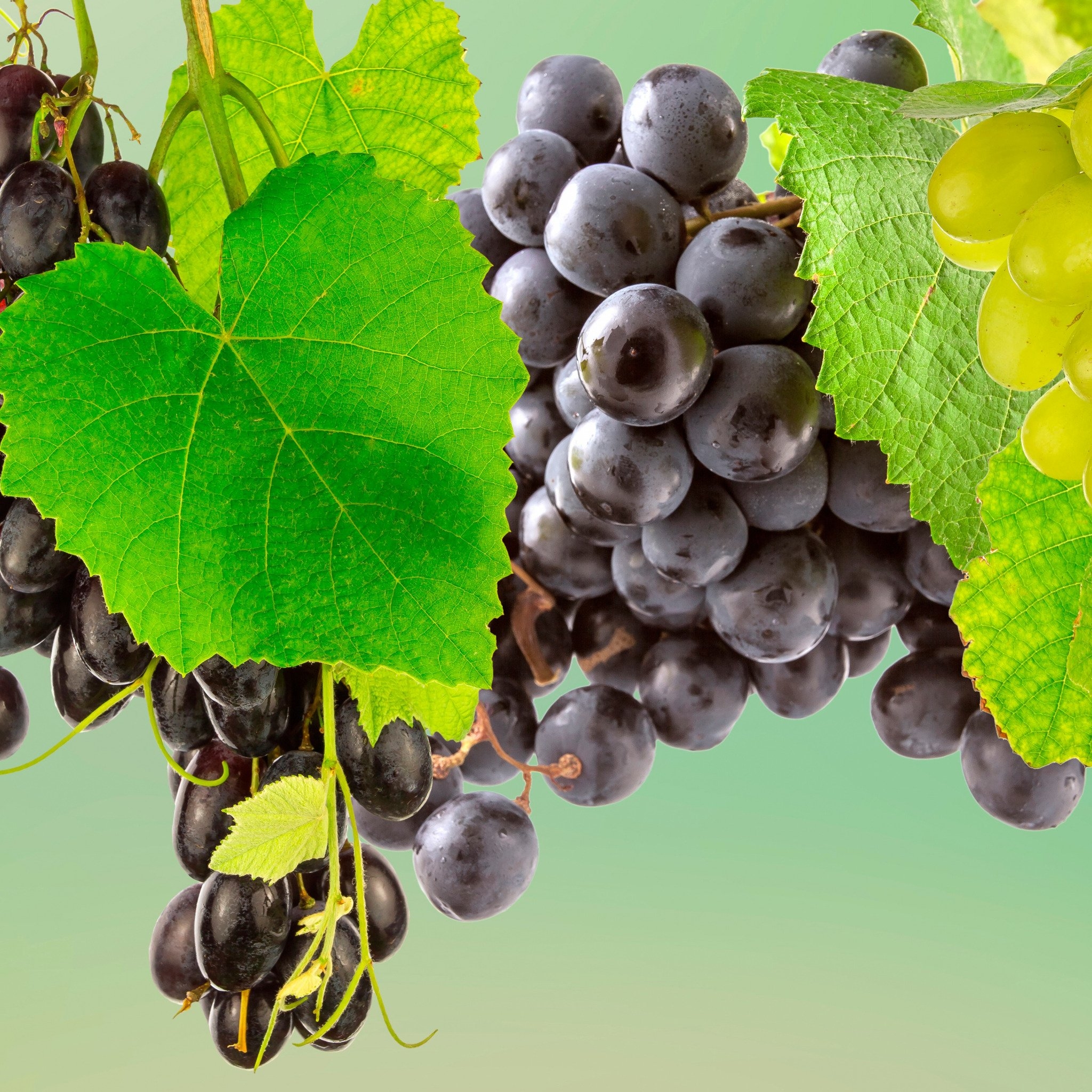 Виноград в больших количествах. Виноградная лоза белый виноград. Маковей виноград. Аполлон с виноградом.