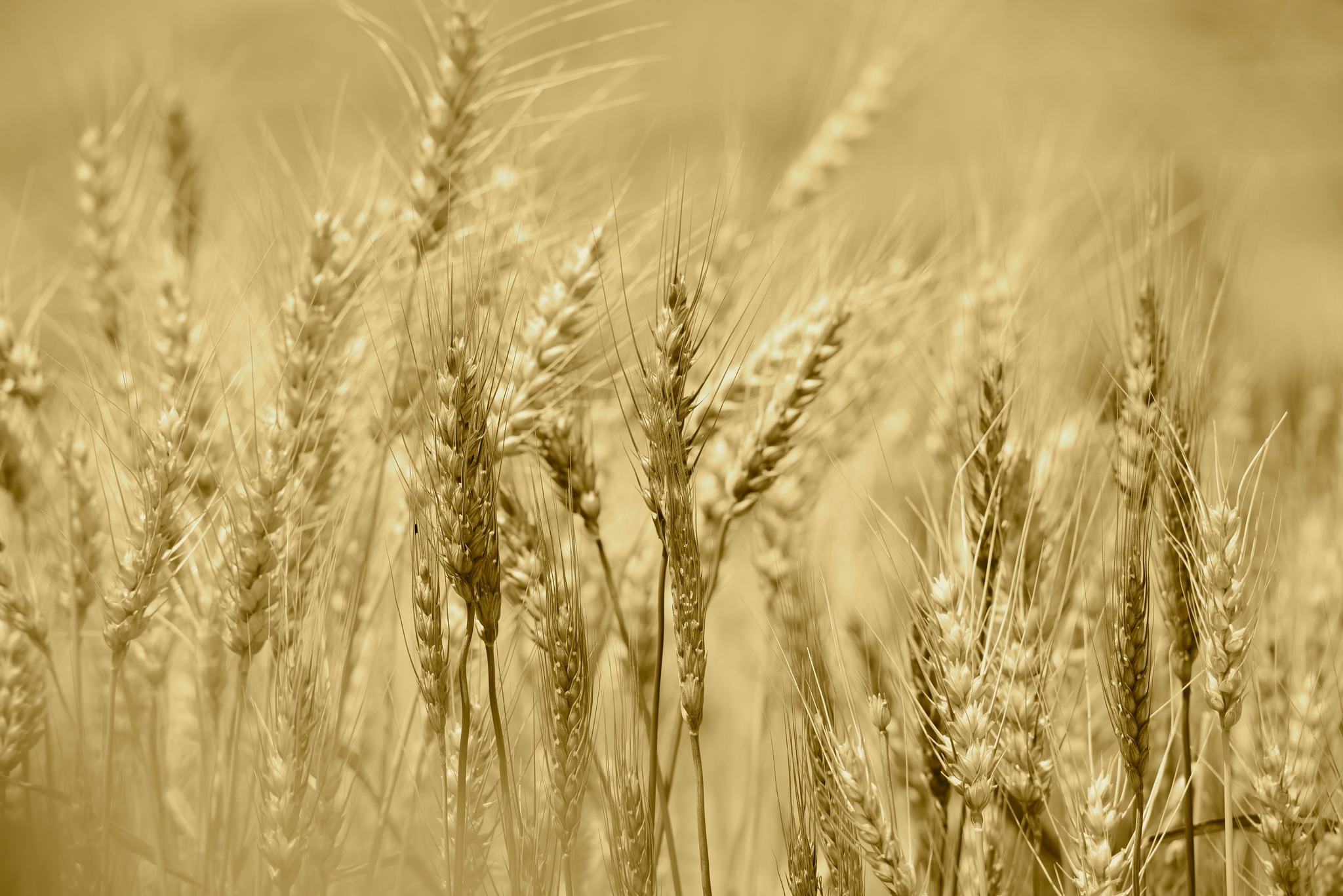 Колосок пшеницы. Озимая рожь Колос. Колосья пшеницы. Поле с колосками. Пшеничное поле.