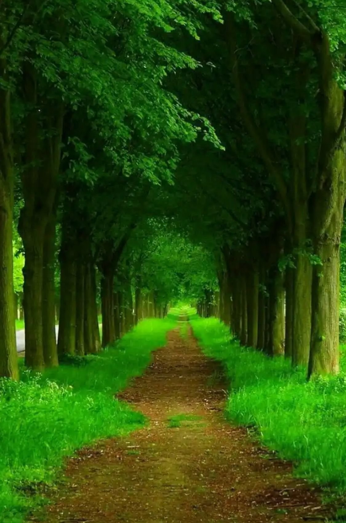Красивые зеленые места. Зеленая природа. Зеленый лес. Природа зелень. Красивые леса.