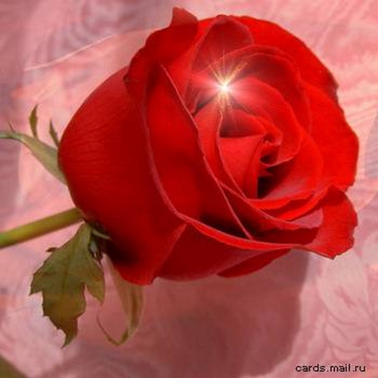 Шикарный букет роз с днем рождения
