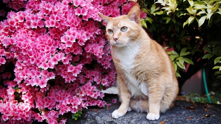 Розовая кошка порода