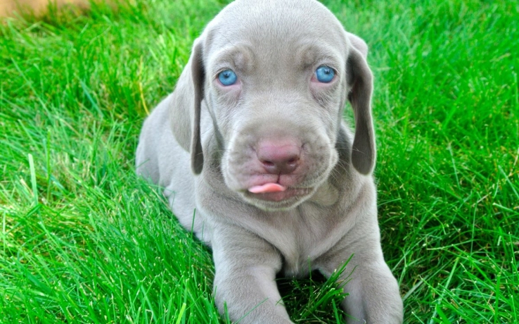 Серая собака с голубыми глазами порода